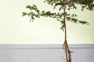 Frosty Lime 2029-70 Paint Color by Benjamin Moore