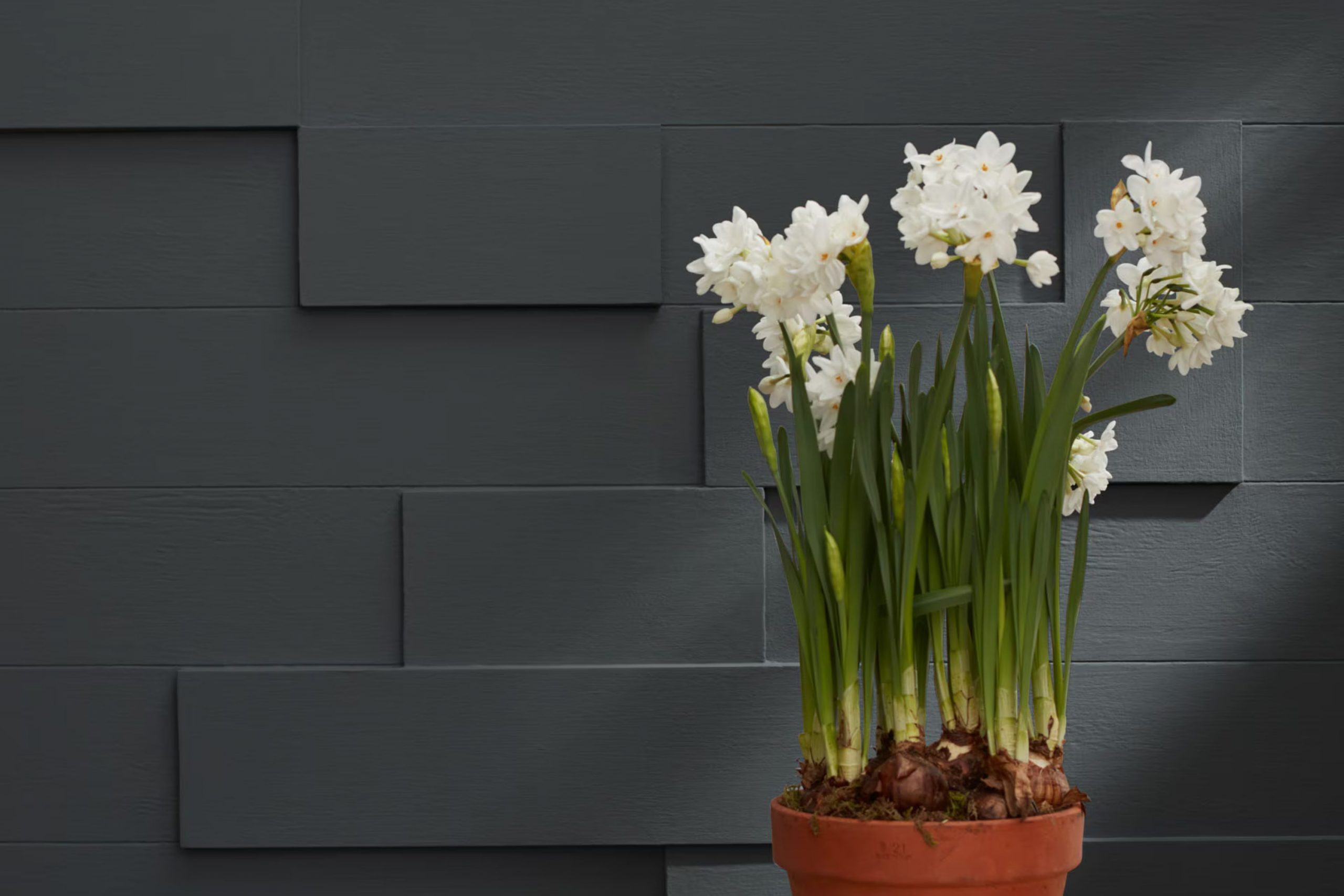 Graphite 1603 Paint Color by Benjamin Moore