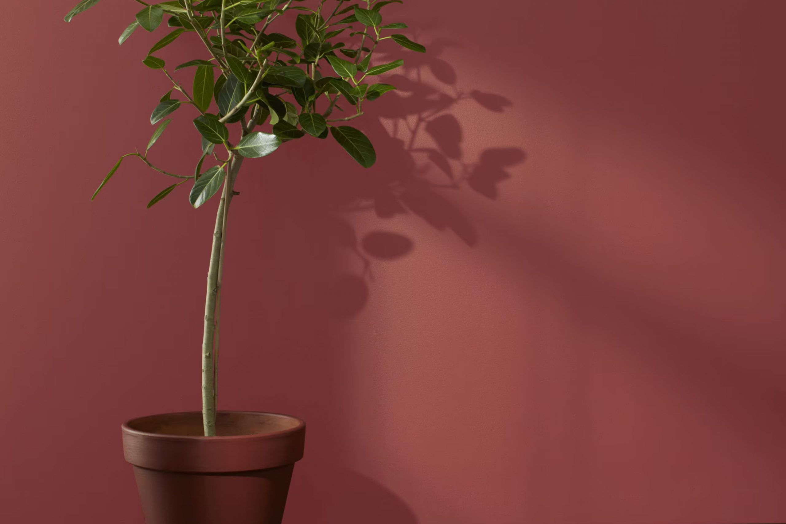 Dinner Party AF-300 Paint Color by Benjamin Moore