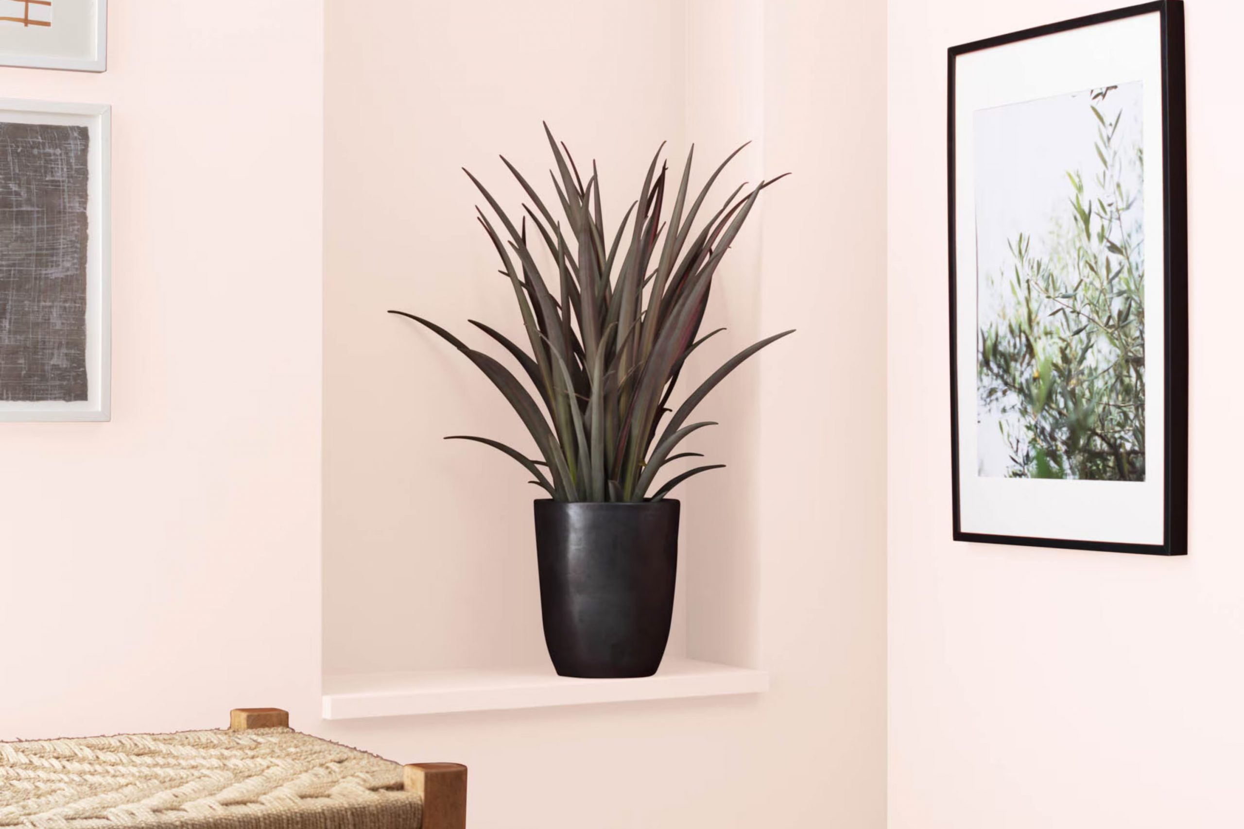 Frosted Petal 2089-70 Paint Color by Benjamin Moore