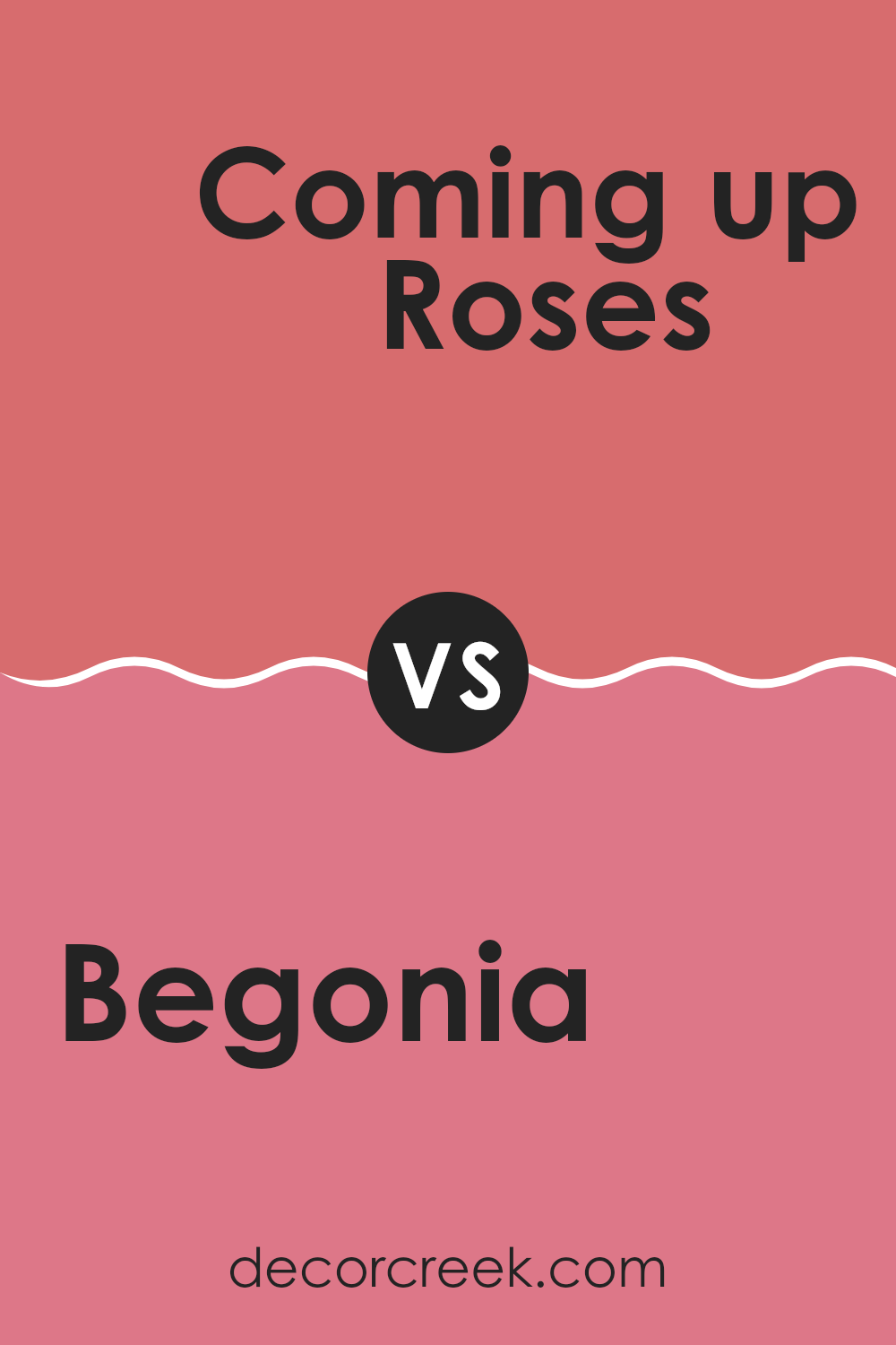 begonia_sw_6599_vs_coming_up_roses_sw_6585