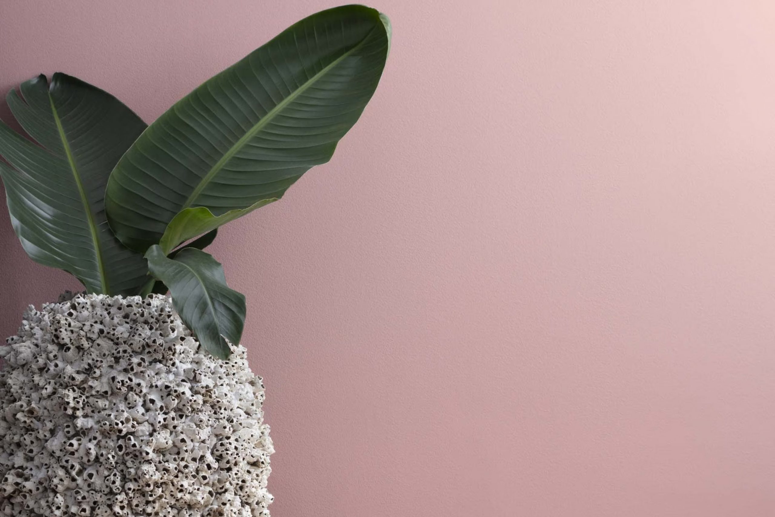 Mauve Mist 1264 Paint Color by Benjamin Moore