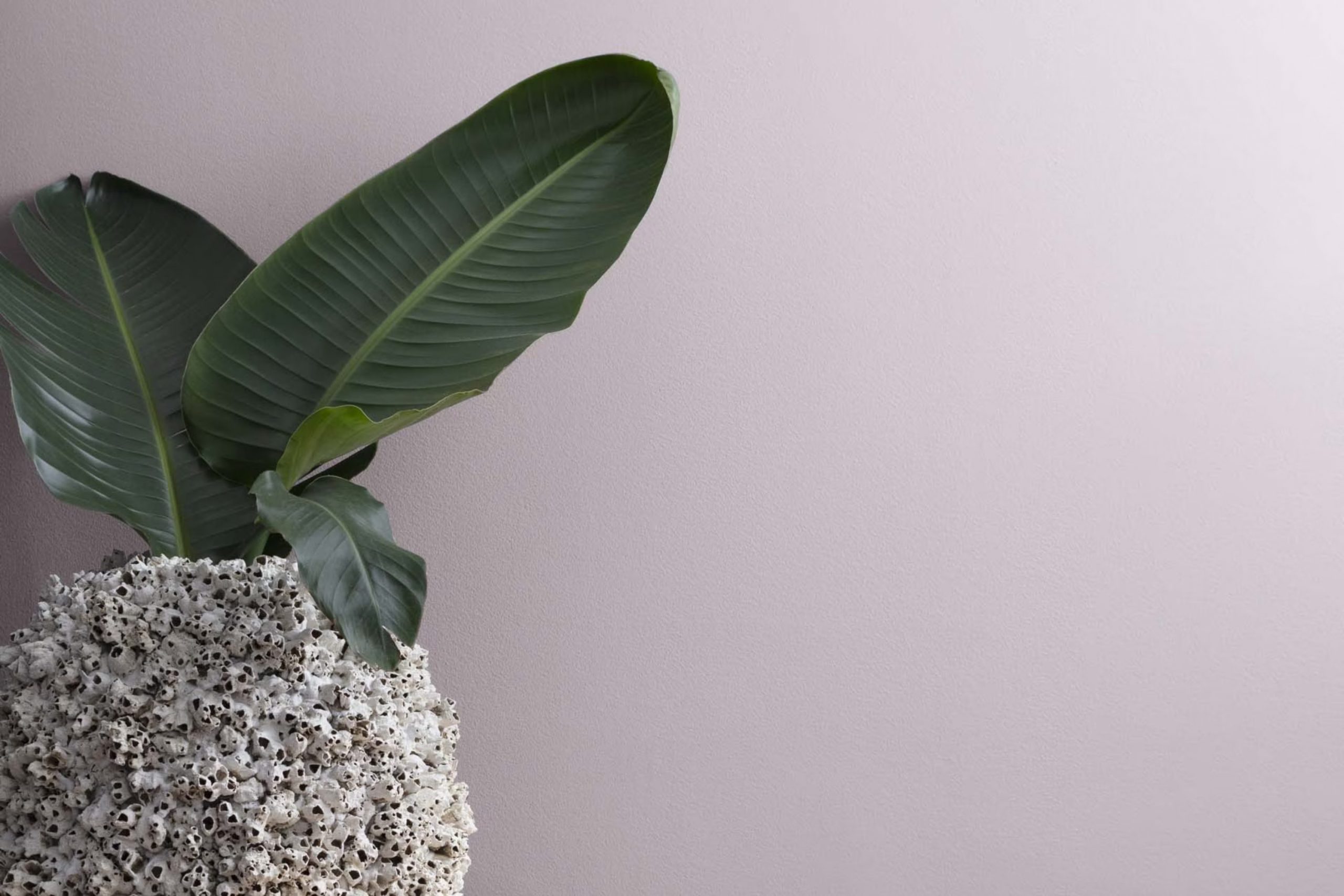 Sanctuary AF-620 Paint Color by Benjamin Moore